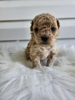 Dexter, a male Cavapoo for sale in Crab Orchard, KY – Photo 3 of 6