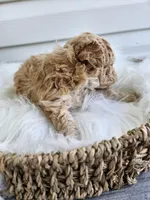 Dexter, a male Cavapoo for sale in Crab Orchard, KY – Photo 4 of 6