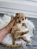 Dexter, a male Cavapoo for sale in Crab Orchard, KY – Photo 6 of 6