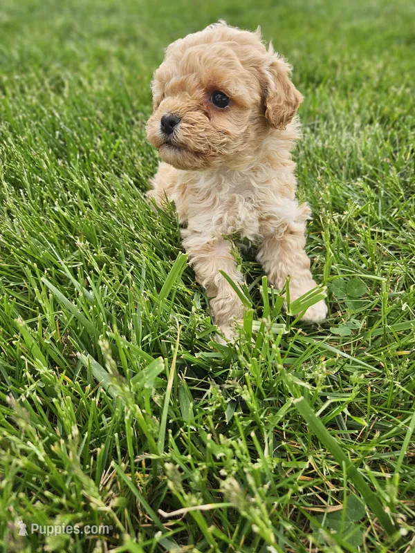 Dexter – Cavapoo puppy for sale in Crab Orchard, KY