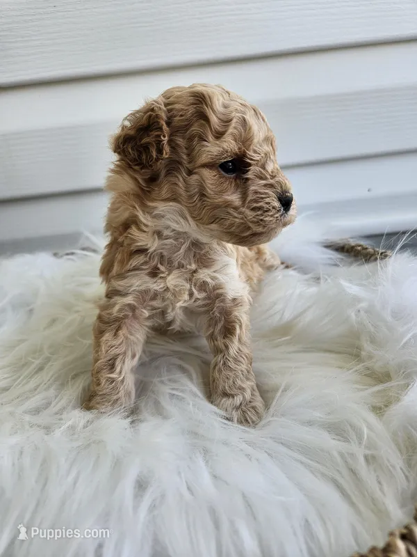 Dexter – Cavapoo puppy for sale in Crab Orchard, KY