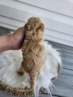 Dexter, a male Cavapoo for sale in Crab Orchard, KY – Photo 5 of 6