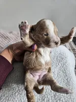 Bella, a female Bichpoo for sale in Crab Orchard, KY – Photo 3 of 4