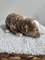 Bella, a female Bichpoo for sale in Crab Orchard, KY – Photo 2 of 4