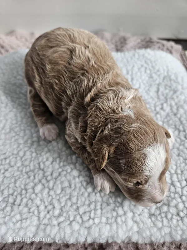 Bella – Bichpoo puppy for sale in Crab Orchard, KY