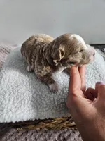 Bella, a female Bichpoo for sale in Crab Orchard, KY – Photo 4 of 4