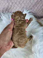 Rusty, a female Bichpoo for sale in Crab Orchard, KY – 4 of 4