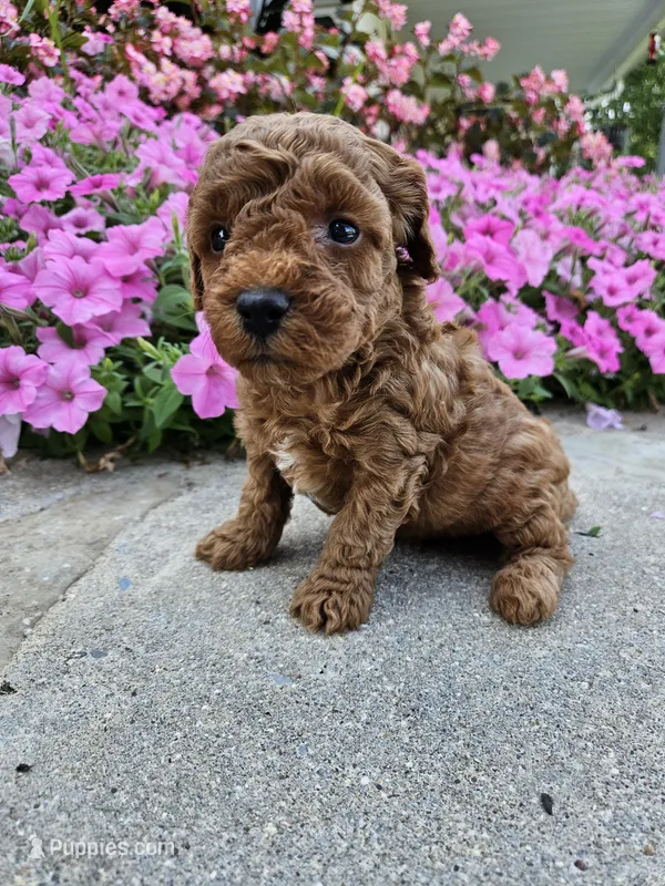 Gus – Cavapoo puppy for sale in Crab Orchard, KY