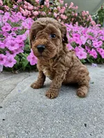 Gus, a male Cavapoo for sale in Crab Orchard, KY – 1 of 4