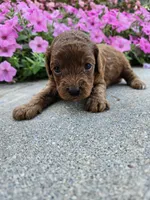 Honey, a female Cavapoo for sale in Crab Orchard, KY – 2 of 4