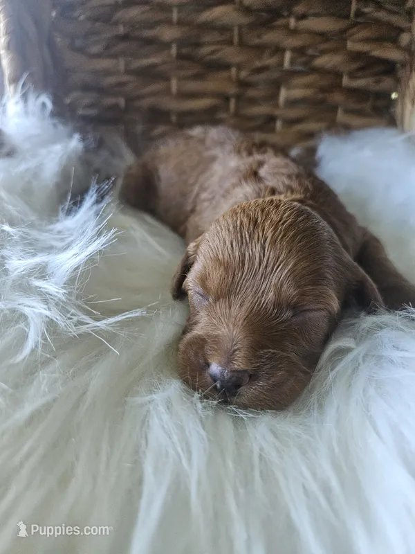 Grace – Cavapoo puppy for sale in Crab Orchard, KY