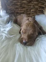 Grace, a female Cavapoo for sale in Crab Orchard, KY – 1 of 7