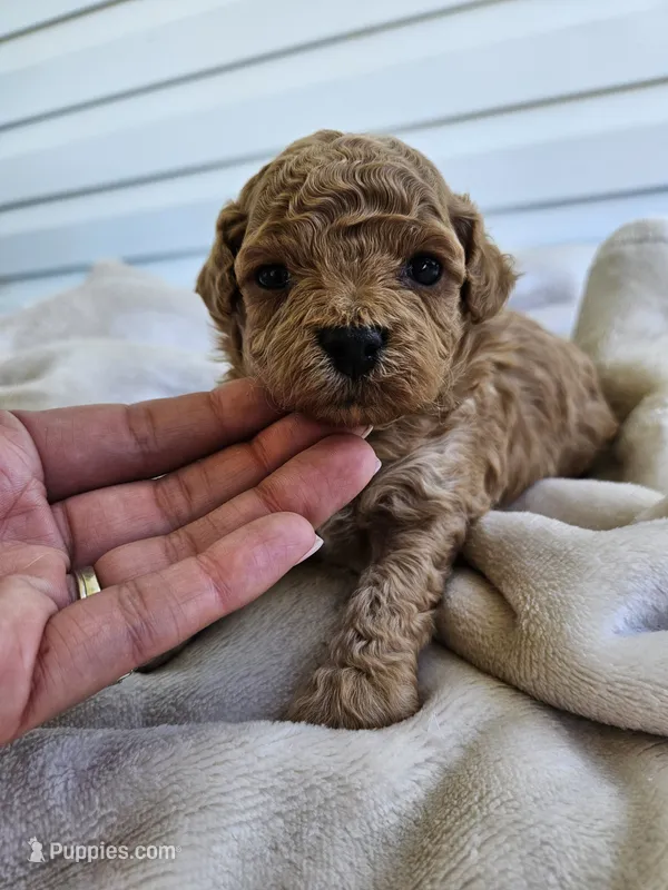 Rusty – Bichpoo puppy for sale in Crab Orchard, KY