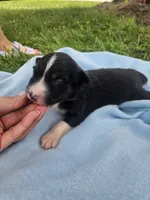 Ledger, a male Australian Shepherd for sale in Crab Orchard, KY – 5 of 7