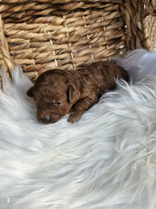 Honey – Cavapoo puppy for sale in Crab Orchard, KY