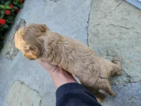 Waffle, a male Bichpoo for sale in Crab Orchard, KY – 2 of 4