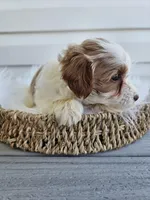 Addie, a female Cavapoo for sale in Crab Orchard, KY – Photo 5 of 6