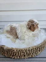 Addie, a female Cavapoo for sale in Crab Orchard, KY – Photo 4 of 6