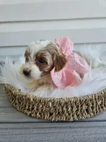 Addie, a female Cavapoo for sale in Crab Orchard, KY – Photo 2 of 6