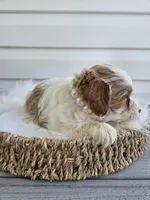 Addie, a female Cavapoo for sale in Crab Orchard, KY – Photo 3 of 6