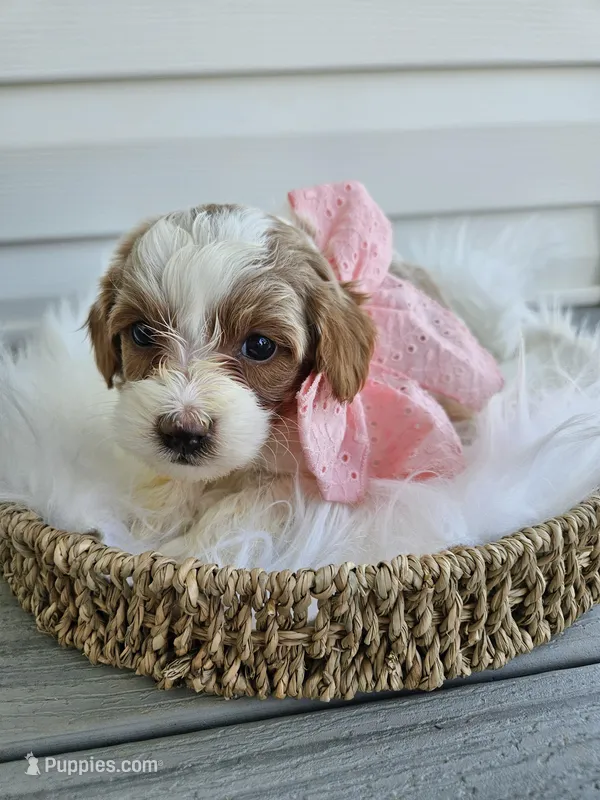 Addie – Cavapoo puppy for sale in Crab Orchard, KY