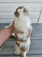 Addie, a female Cavapoo for sale in Crab Orchard, KY – Photo 6 of 6