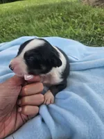 Louie, a male Australian Shepherd for sale in Crab Orchard, KY – 2 of 5