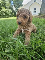 Jax, a male Cavapoo for sale in Crab Orchard, KY – 5 of 6