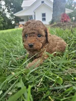 Sammy, a male Cavapoo for sale in Crab Orchard, KY – 2 of 5