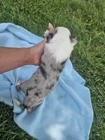 Leo, a male Australian Shepherd for sale in Crab Orchard, KY – 2 of 6