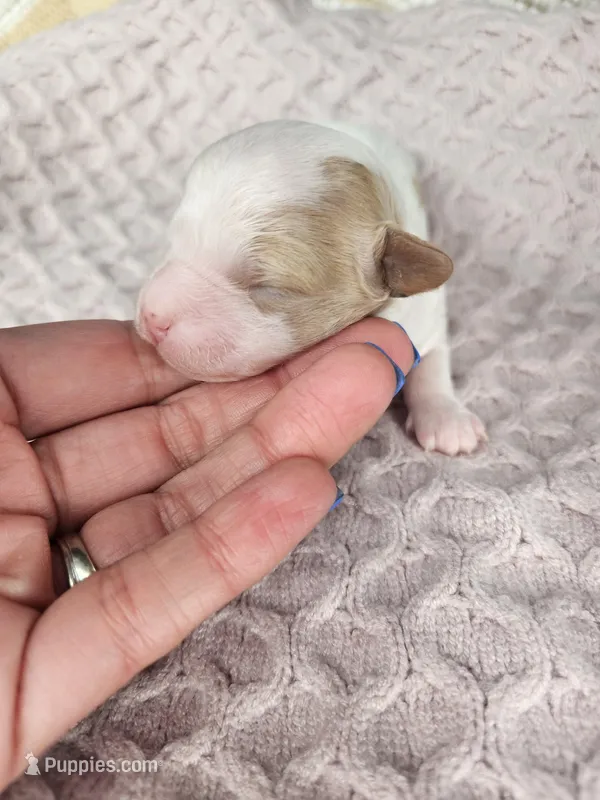 Ella – Cavapoo puppy for sale in Crab Orchard, KY