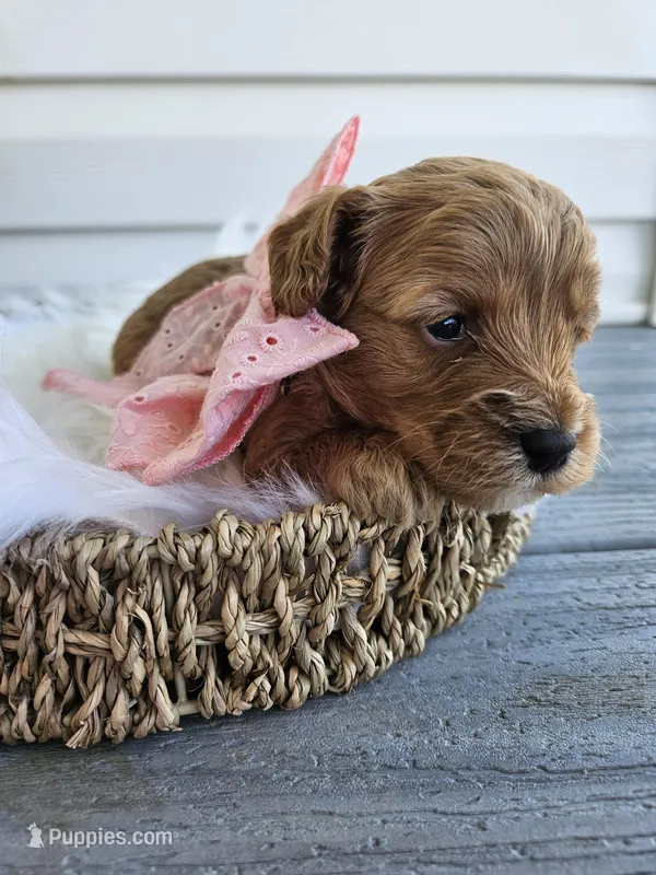 Callie – Cavapoo puppy for sale in Crab Orchard, KY