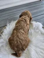 Callie, a female Cavapoo for sale in Crab Orchard, KY – Photo 6 of 6