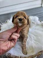 Callie, a female Cavapoo for sale in Crab Orchard, KY – Photo 3 of 6