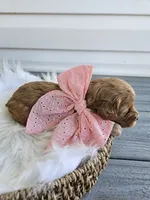 Callie, a female Cavapoo for sale in Crab Orchard, KY – Photo 2 of 6