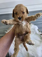 Callie, a female Cavapoo for sale in Crab Orchard, KY – Photo 5 of 6