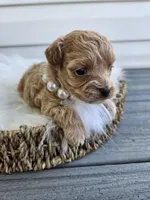 Dolly, a female Cavapoo for sale in Crab Orchard, KY – Photo 1 of 6