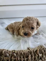 Dolly, a female Cavapoo for sale in Crab Orchard, KY – Photo 5 of 6