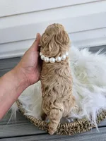 Dolly, a female Cavapoo for sale in Crab Orchard, KY – Photo 3 of 6