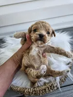 Dolly, a female Cavapoo for sale in Crab Orchard, KY – Photo 4 of 6