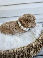 Dolly, a female Cavapoo for sale in Crab Orchard, KY – Photo 6 of 6