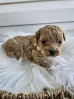 Dolly, a female Cavapoo for sale in Crab Orchard, KY – Photo 2 of 6