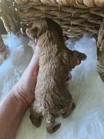 Grace, a female Cavapoo for sale in Crab Orchard, KY – 3 of 7