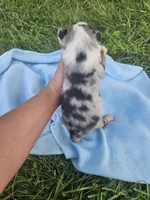 Lacey, a female Australian Shepherd for sale in Crab Orchard, KY – 5 of 5