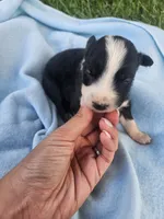 Lottie, a female Australian Shepherd for sale in Crab Orchard, KY – 5 of 7
