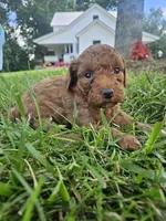 Silas, a male Cavapoo for sale in Crab Orchard, KY – 5 of 6