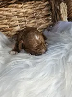 Hattie, a female Cavapoo for sale in Crab Orchard, KY – 6 of 6