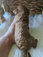 Gus, a male Cavapoo for sale in Crab Orchard, KY – 4 of 7