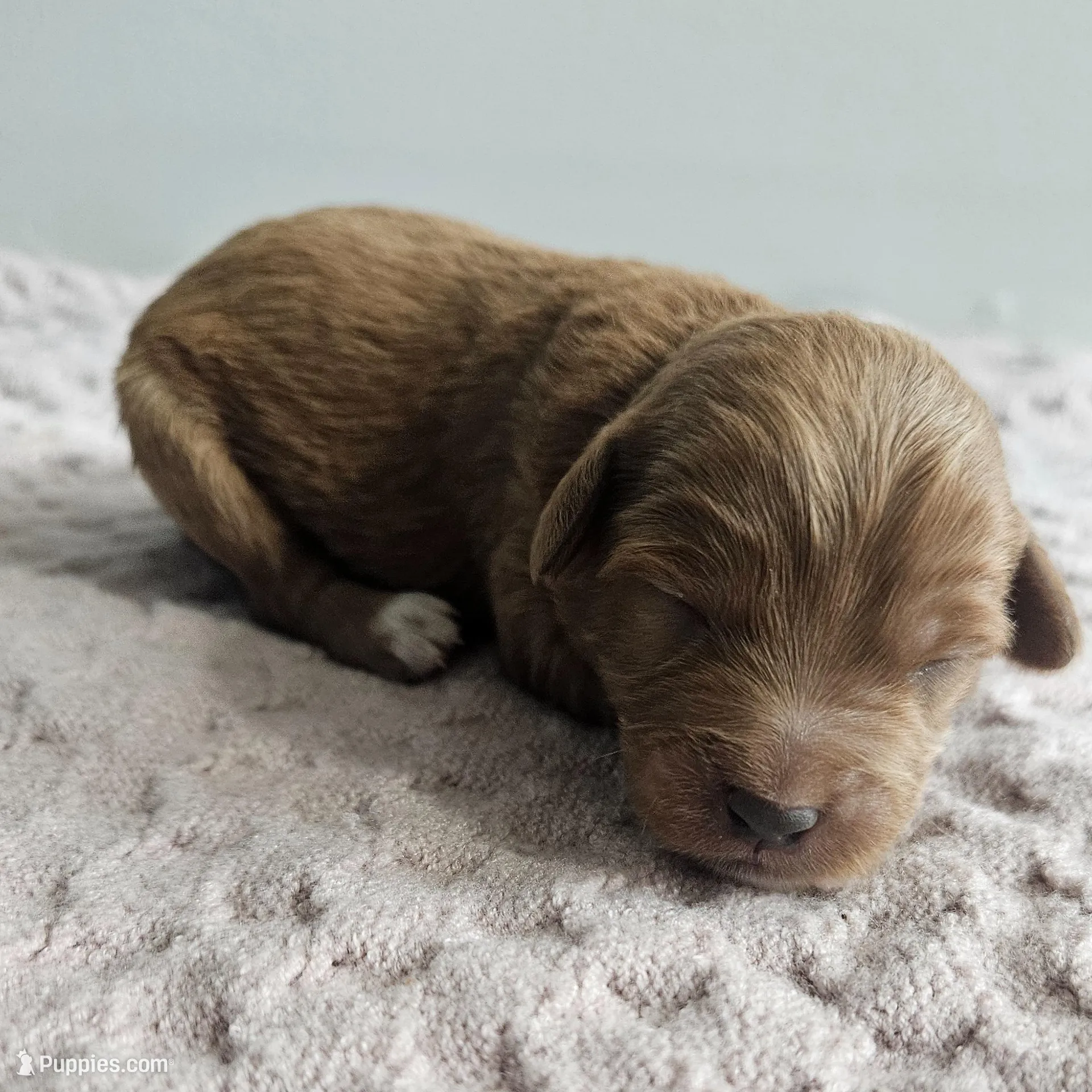 Candy  – Cavapoo puppy for sale in Crab Orchard, KY