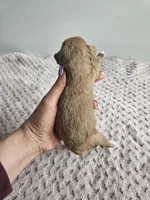 Candy , a female Cavapoo for sale in Crab Orchard, KY – Photo 3 of 5